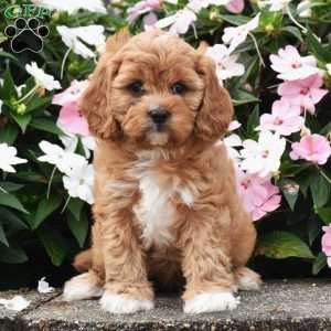 Otis, Cavapoo Puppy